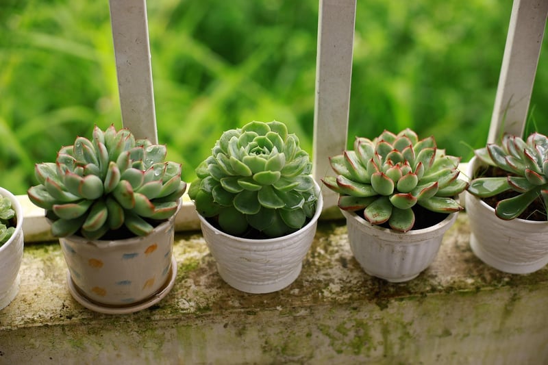 Succulents